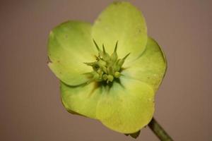 gul blomma blomma närbild helleborus viridis familjen ranunculaceae högkvalitativa botaniska tryck i stor storlek foto