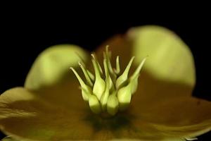 gul blomma blomma närbild helleborus viridis familjen ranunculaceae högkvalitativa botaniska tryck i stor storlek foto