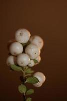 vild vit liten blomma frukt närbild botanisk bakgrund symphoricarpos orbiculatus familjen caprifoliaceae stor storlek högkvalitativt tryck foto