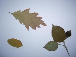 torkade löv av träd och växter herbarium på vit bakgrund foto