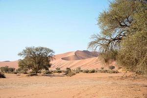 landskap av namiböknen. sanddyner och träd. Namibia foto