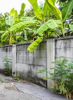 tropisk skog dschungel natur bakom murar i thailand. foto