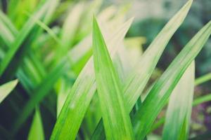 pandan blad växt som växer på pandan träd trädgård för naturliga örter ingrediens växt i asiatisk thailändsk kök mat foto