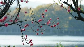 de vackra sjölandskapen i hangzhou-staden i Kina på våren med den fridfulla sjön och de friska gröna bergen foto