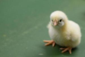 baby kycklingar precis födda på bricka, fjäderfä företag. kycklingfarmsverksamhet med högt jordbruk och användning av teknik på jordbruk vid val av processlinje för kycklingkön foto