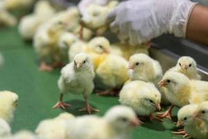 baby kycklingar precis födda på bricka, fjäderfä företag. kycklingfarmsverksamhet med högt jordbruk och användning av teknik på jordbruk vid val av processlinje för kycklingkön foto