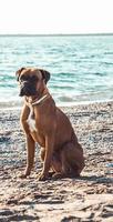 boxerhund på stranden. ansiktsuttryck och poser. kopieringsutrymme foto