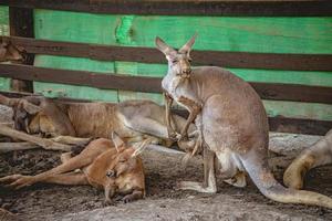 kvinnlig mamma känguru med en baby i sin påse på djurparken foto