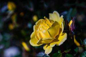 närbild av gula rosenblommor foto