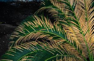 tropisk trädgård med palmer foto