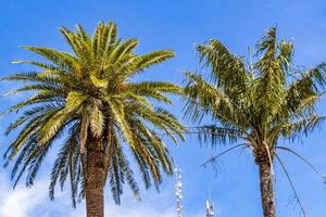palmträd med blå himmel bakgrund san jose costa rica.