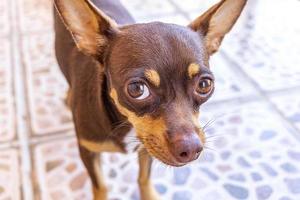 mexikansk brun chihuahua hund porträtt ser vacker och söt mexico. foto