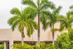 tropiska palmer med molnig himmel playa del carmen mexico.