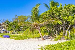 tropisk mexikansk naturlig strand med skog playa del carmen mexico.