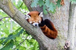 röd panda - ailurus fulgens - porträtt. gulligt djur som vilar lat på ett träd. foto