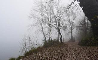 vissnade träd täckta med dimma foto