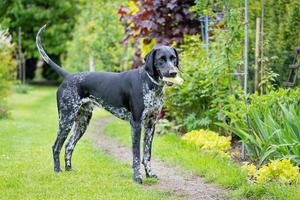 tysk pekare. svart jaktras hund poserar i trädgården. foto