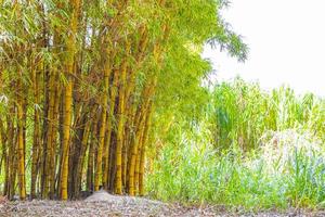 grön gul bambu träd tropisk skog san jose costa rica.