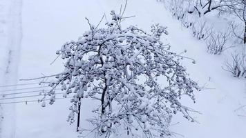 rönn i snön. landsbygden på vintern. pittoreska snöiga vinterlandskap. foto