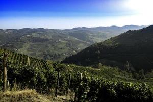 kullarna fulla av vingårdar i santo stefano belbo, området för muscatvin i piemonte, omedelbart efter skörden på hösten foto