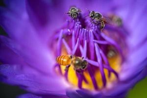bin tar nektar från den vackra lila näckros- eller lotusblomman. makro bild av bi och blomman.