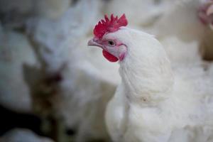 fjäderfä broiler gård företag med grupp av vita kycklingar i förälder lager moderna bostäder gård. foto