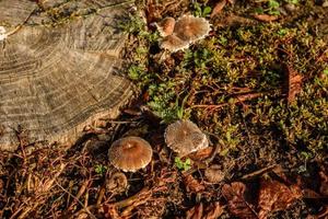 falska svampar på en gammal stubbe i skogen foto
