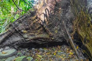 vandring naturstig i tropisk djungelskog lamru nationalpark thailand. foto