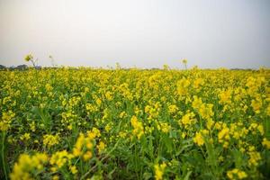 blomma senap blommor vackra landskap i fältet. foto