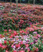 blomsterträdgård med färgglad bakgrund. foto