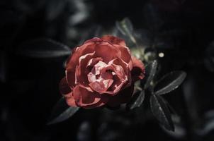 rosa blommor i design av naturliga mörka toner. foto