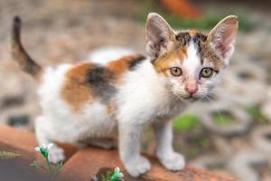 väldigt söt vit svart och orange katt med stora öron och gula ögon foto