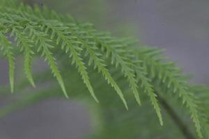 gröna blad konsistens foto