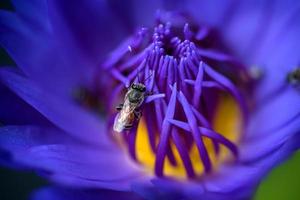 bin tar nektar från den vackra lila näckros- eller lotusblomman. makro bild av bi och blomman.