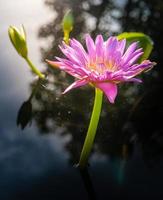 lotusblomma i varmt vatten foto