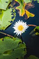 lotusblomma i varmt vatten foto