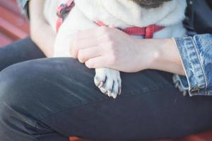 porträtt av ung kvinna med mops hund i parken foto