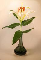 blomma lilja på en vit bakgrund med kopia utrymme för ditt meddelande foto
