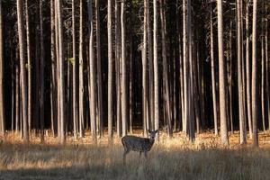 lodgepole pines kanada foto