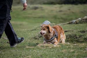 ein hund i angriffstellung foto