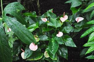 rosa calla blomma foto