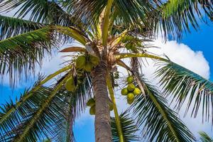 gäng färska mogna kokosnötter växer på palm mot blå molnig himmel foto