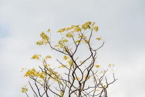 träden under den blå himlen och vita moln växer gula löv foto