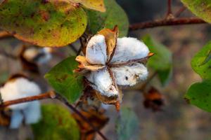 bomull blomma i bomull blomma fältet. som råvara kläder, modekläder. foto