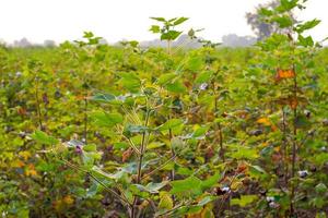 rad av växande grönt bomullsfält i Indien. foto