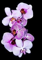 rosa orkidéer blommor foto