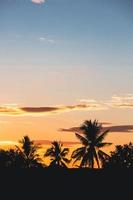 siluett kokospalmer solnedgång på stranden foto