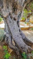gammalt olivträd vid vägkanten på Mallorca, Spanien. foto