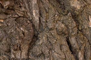 präglad struktur av den bruna barken på ett träd med grön mossa och lav på den. selektiv fokusbark. utökat cirkulärt panorama av barken på en ek. foto
