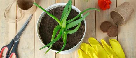 hem trädgårdsarbete. aloe vera i kruka och trädgårdsredskap. foto